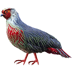 Blood Pheasant Breeds